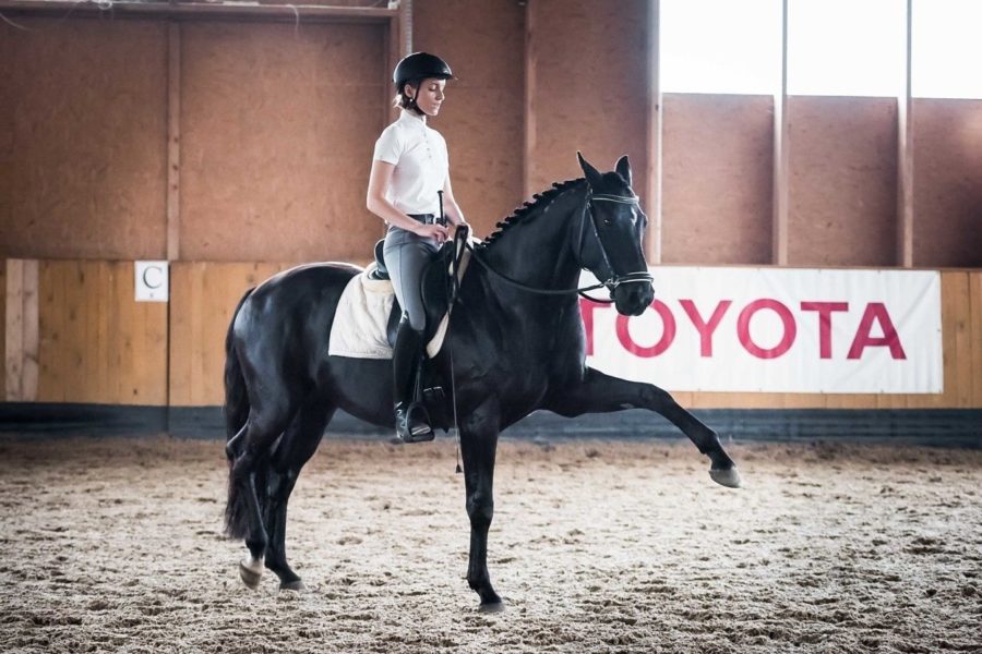 Don’t WORK but PLAY with your horse