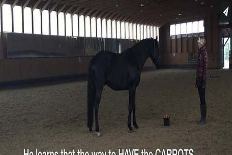 HOW TO TEACH YOUR HORSE “Don’t do it” / “Stop doing what you do” CUE