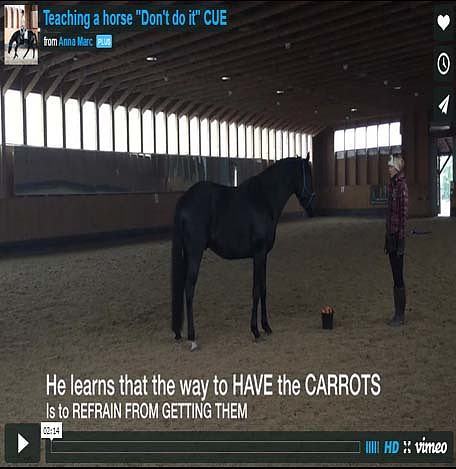 HOW TO TEACH YOUR HORSE “Don’t do it” / “Stop doing what you do” CUE