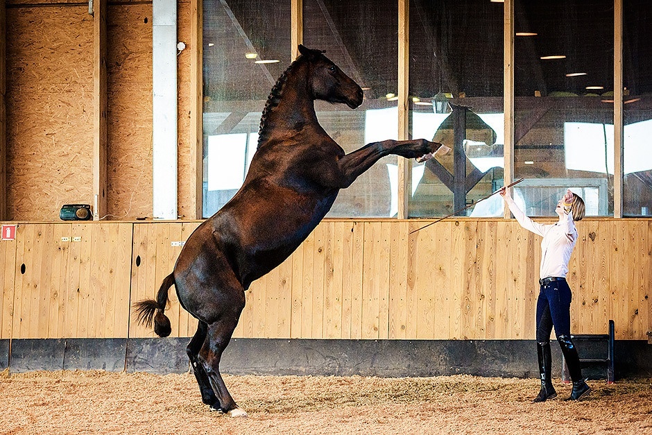 Emotions in Horse Training in practice