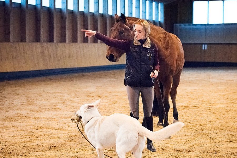 DOGS and HORSES