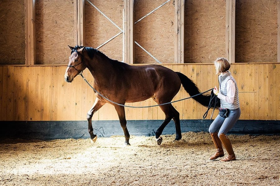 BEAUTY and HORSES
