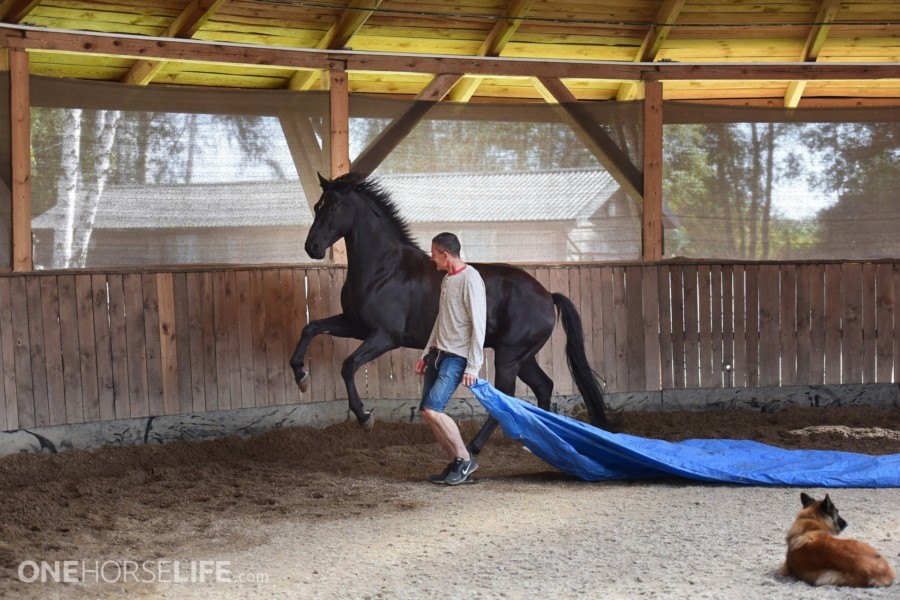 Why some horses stay behind or are labelled as “lazy”?