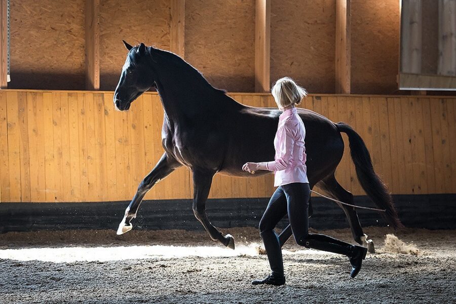 WHY DO PEOPLE NEED TO CONTROL THEIR HORSES