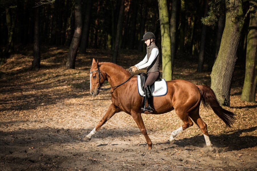 CHAPTER 9: Practice. Stabilising Seat in Posting Trot