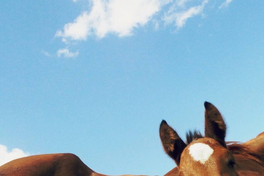 Emotions in Horse Training in Practice