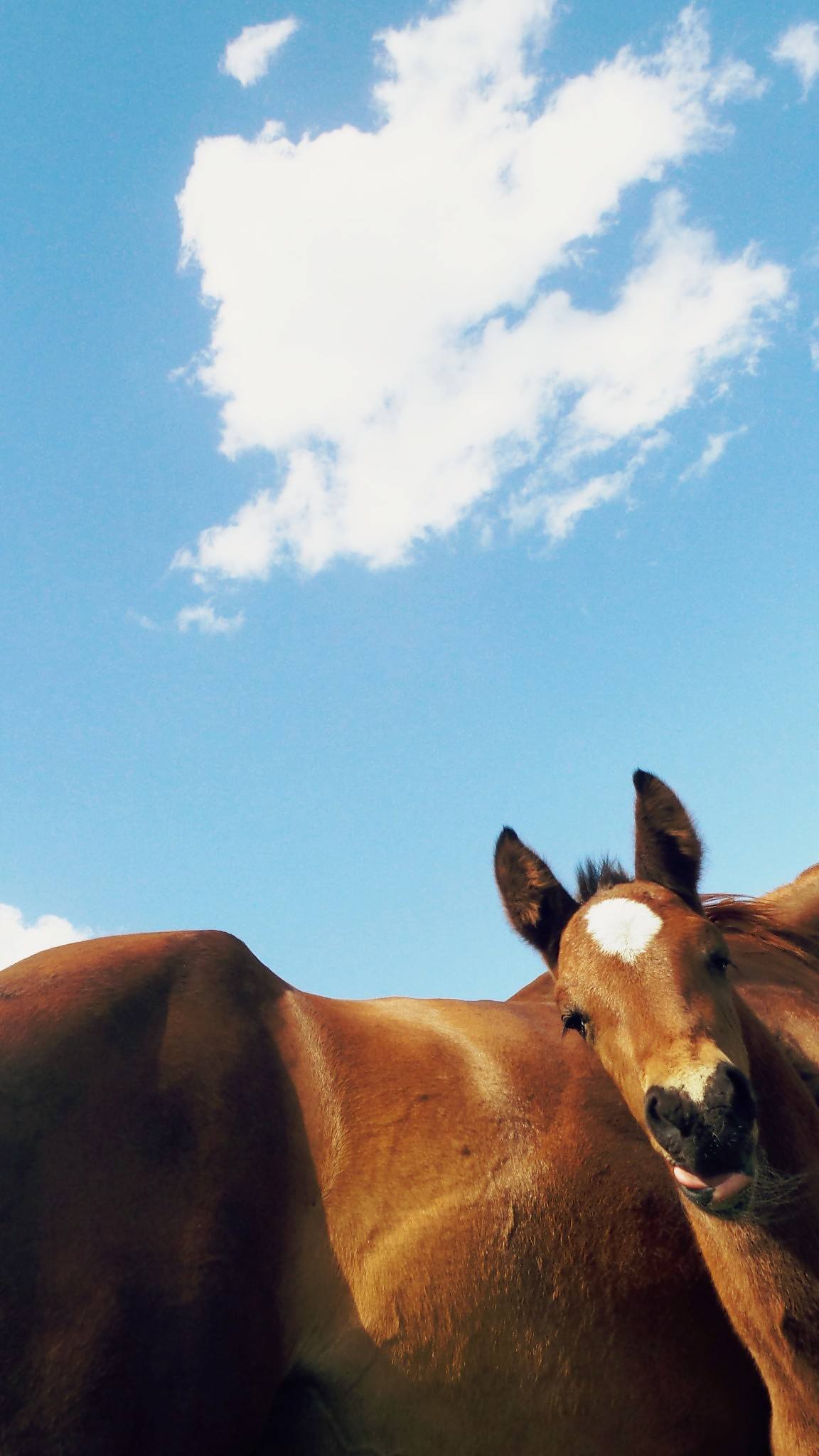 Your horse’s well-being and medical procedures