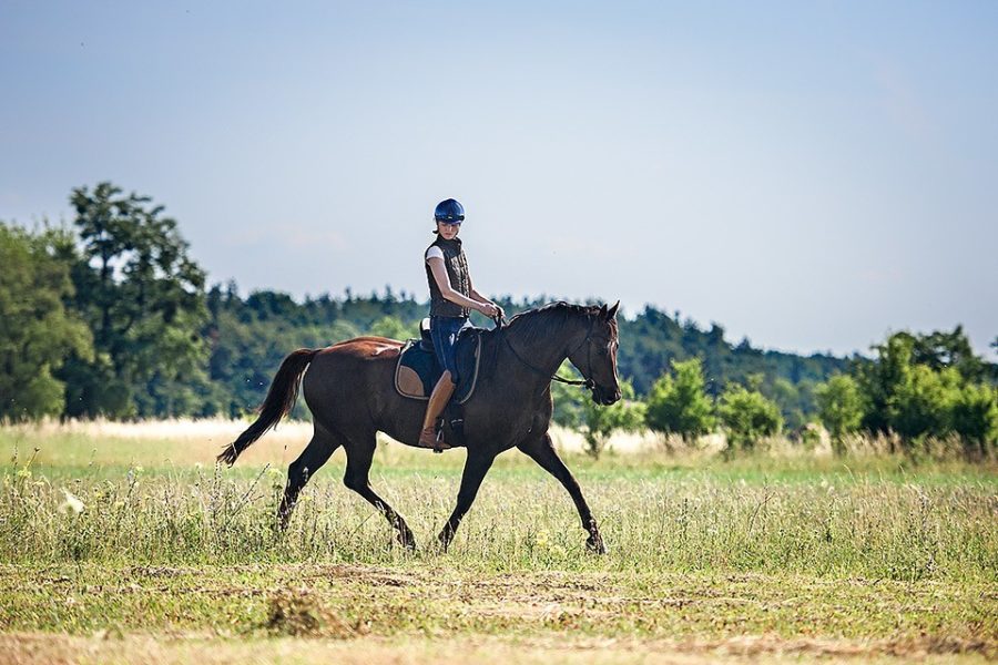 Welcome to OneHorseLife Riding Class