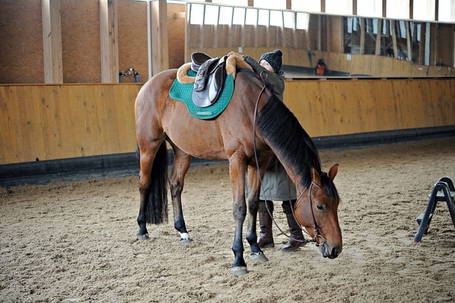 SADDLING IS THE SILENT BEGINNING OF RIDING