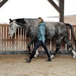 WHY DO HORSES MISBEHAVE?