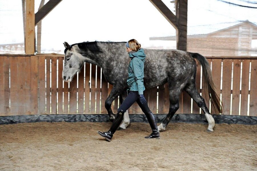 WHY DO HORSES MISBEHAVE?
