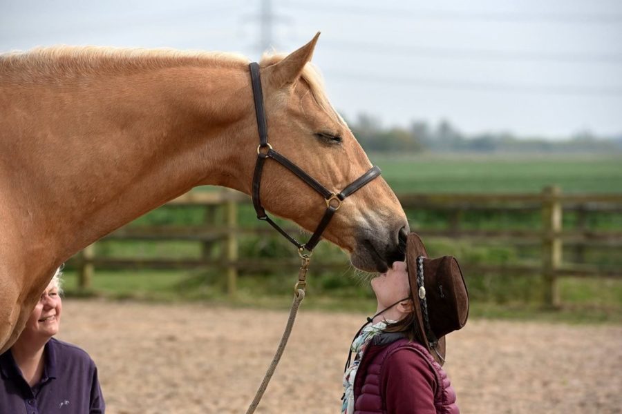 Connection and Togetherness: Beyond Positive Training