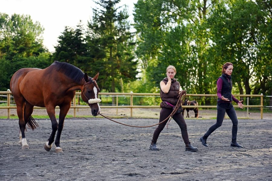 Calmness is Horsemanship Without Theories