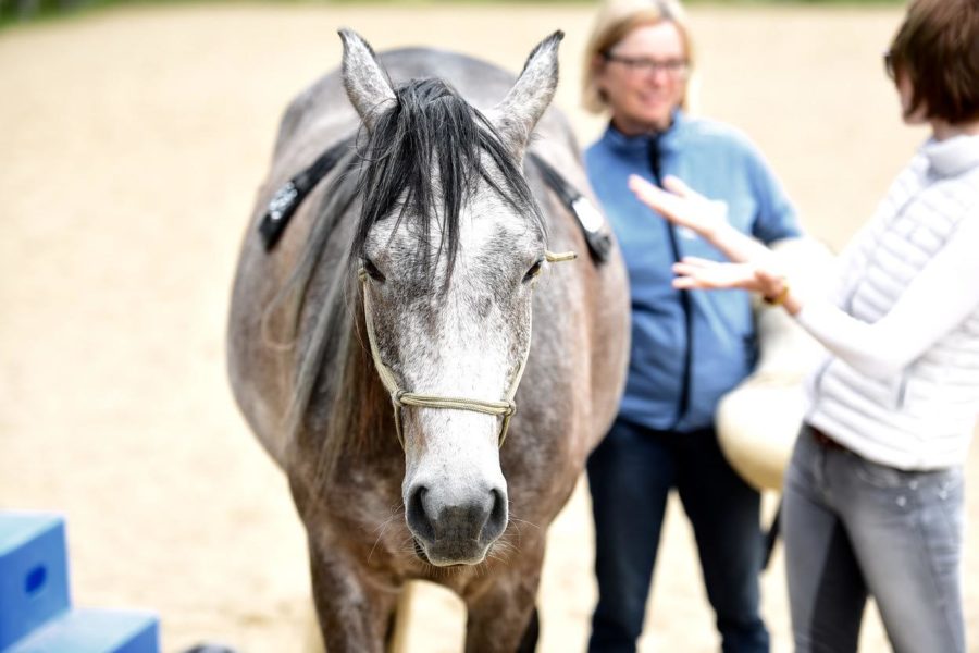 Waking, Dreaming, Sleeping: Leadership in Horsemanship