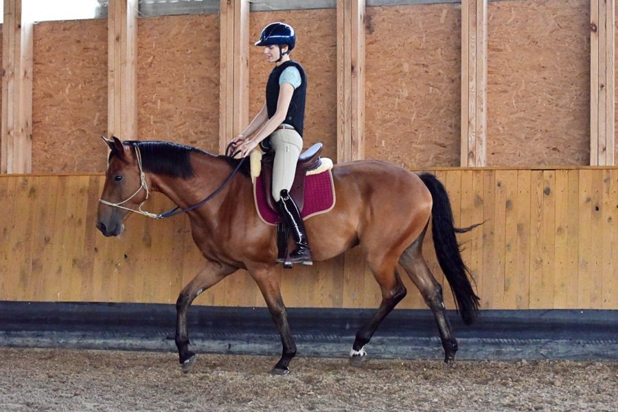 Riding with a Young Horse