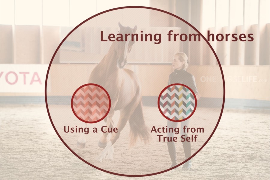 Learning from the Horse and living a Regular Life