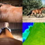 Heathy and Functional Back of Your Horse