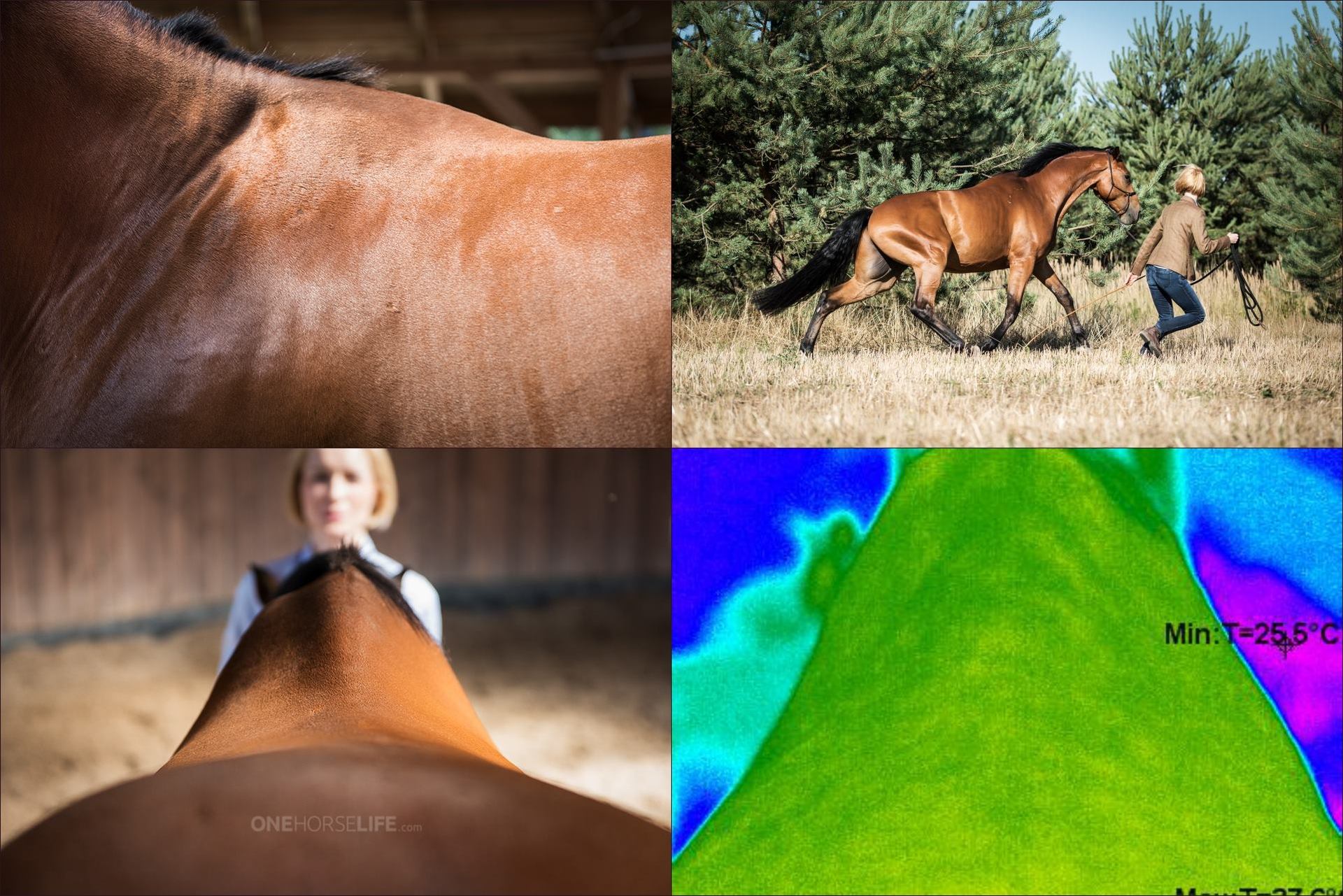 Heathy and Functional Back of Your Horse