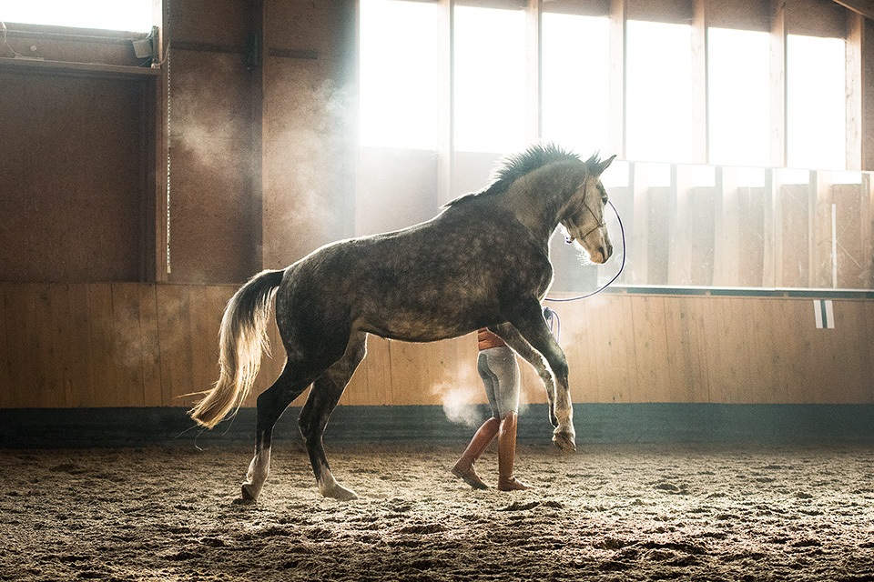 Joining Aggressive Communication with Horses
