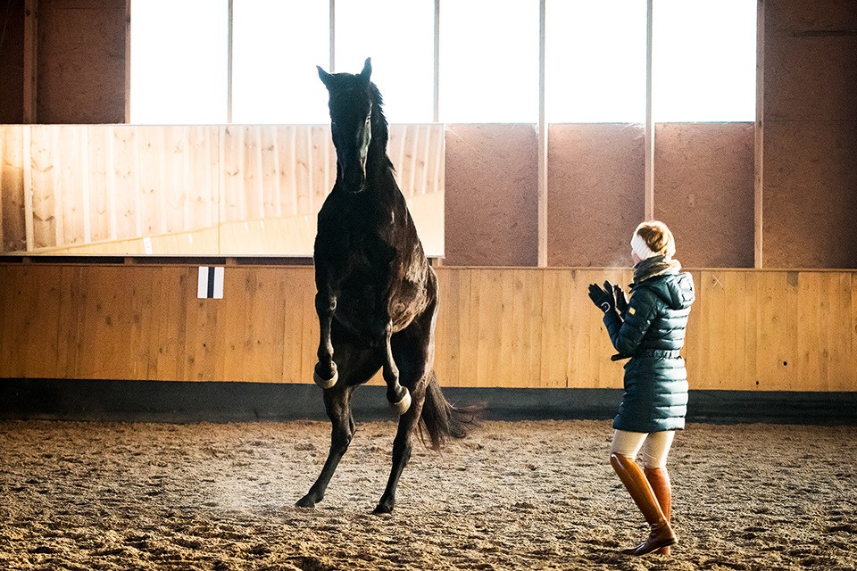 Aggression in Horses – Anna’s story