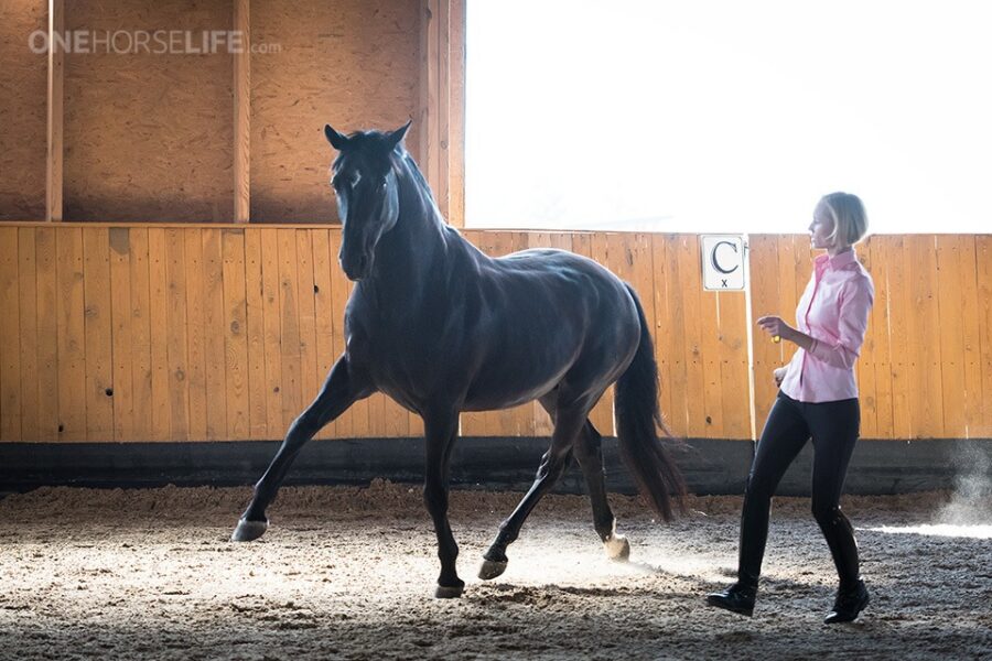 A Question to Anna: Do you use only positive reinforcement, or also negative reinforcement? Can you explain your choice?