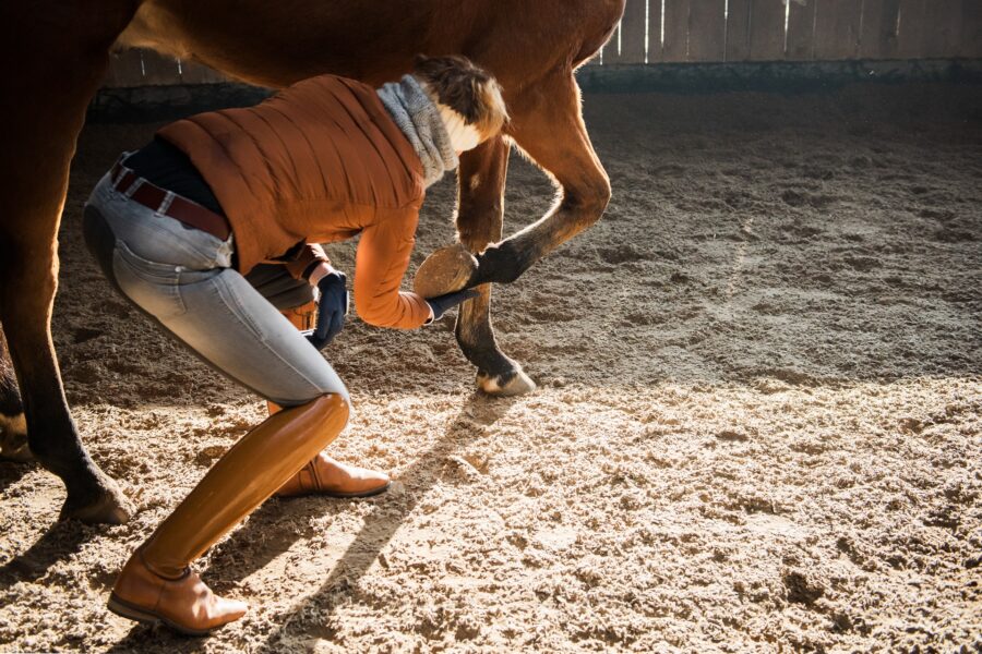 THIRD MODULE: BodyMarc DUO with Your Horse