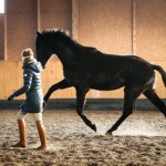 BODY AWARENESS FOR HORSES