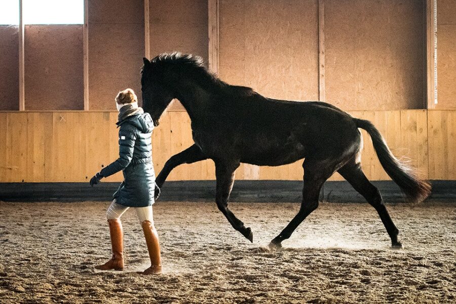 BODY AWARENESS FOR HORSES
