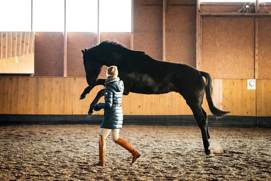 Expanding Body Awareness for Horses…