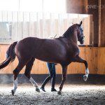 Art is Effortless, and so Should be the Training of Your Horse