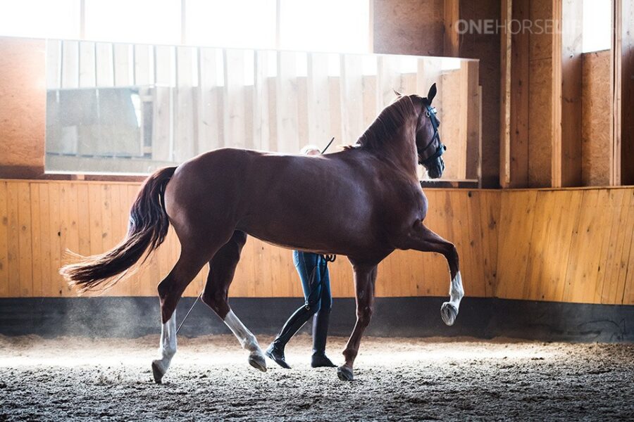 Art is Effortless, and so Should be the Training of Your Horse