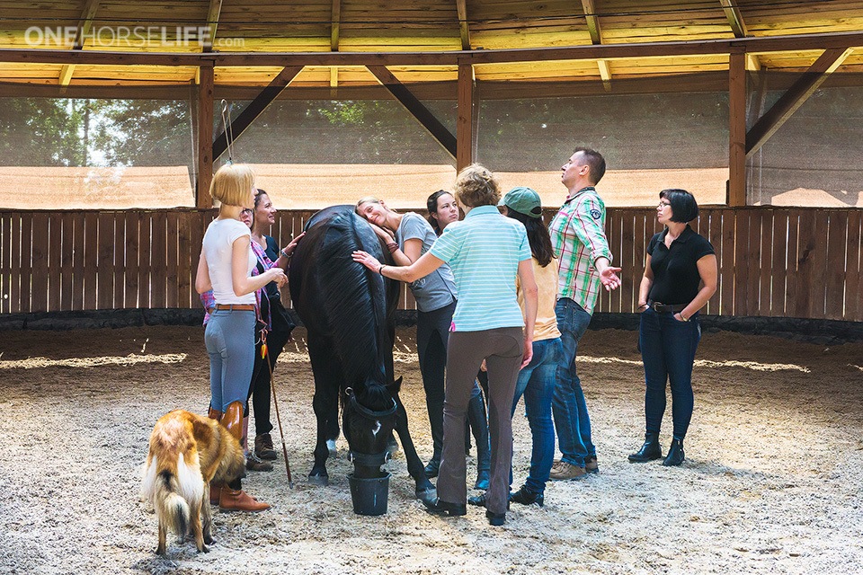 OneHorseLife is a group fueled by Awareness