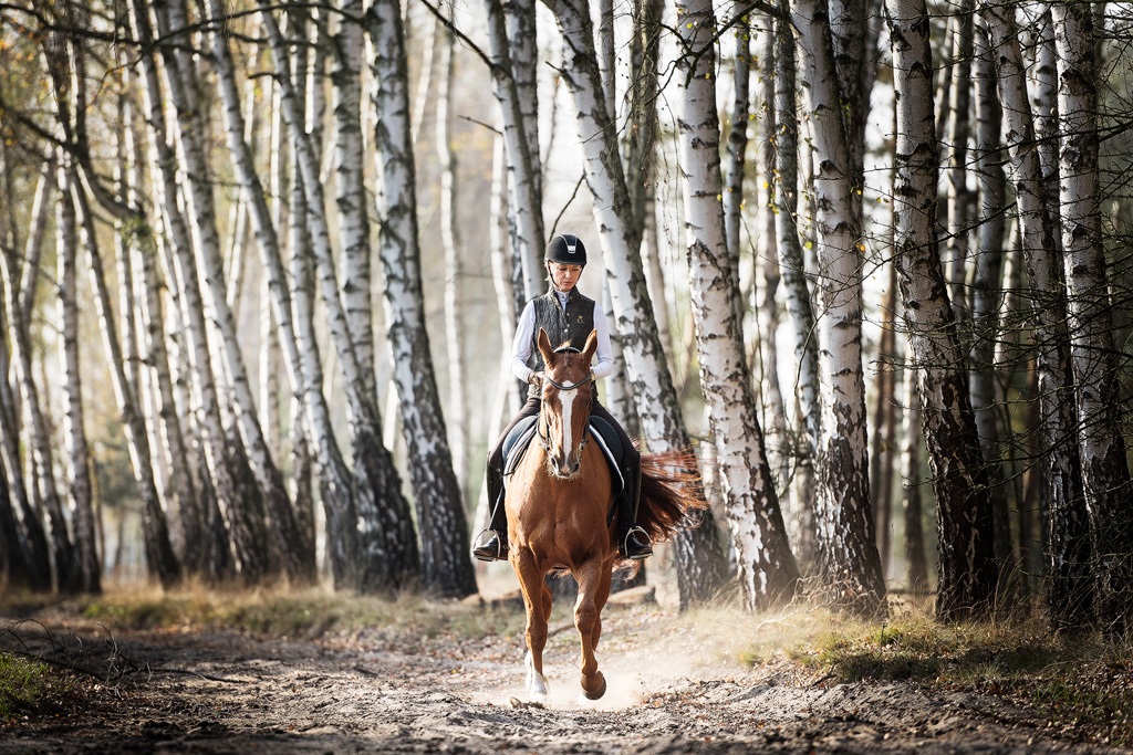 Woodland Dressage: Collection
