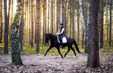 Woodland Dressage: Decomposing the Power and the Movement