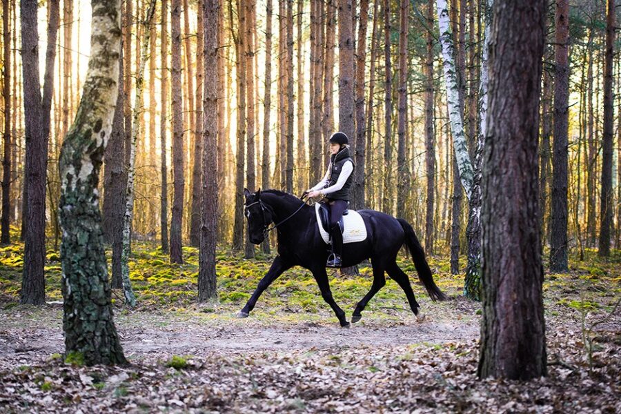 CHAPTER 6: How Good Technique of Turning is Improving Movement of the Horse