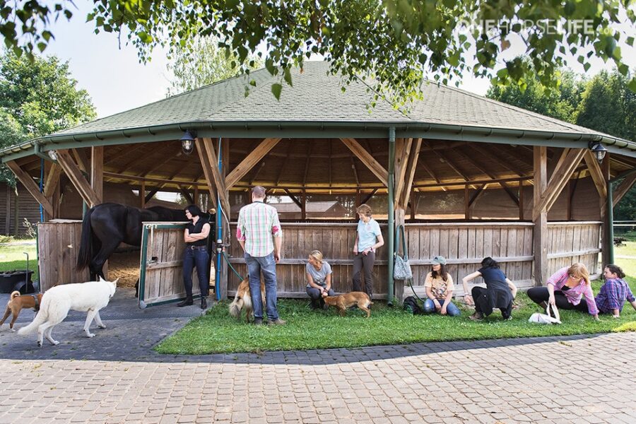 Woodland Dressage: Awakening the Equestrian Feel: FUN