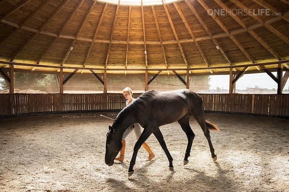 How to Plan the Development of your Horse