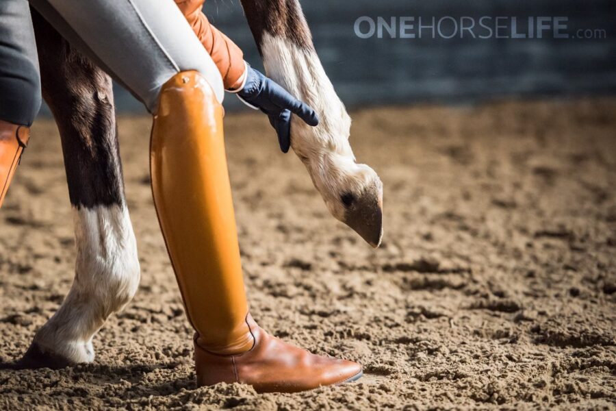 WHY DO PEOPLE SHOE THEIR HORSES?