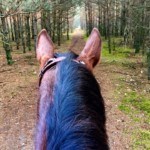BRIBERY, POSITIVE REINFORCEMENT and LEARNING FROM A HORSE