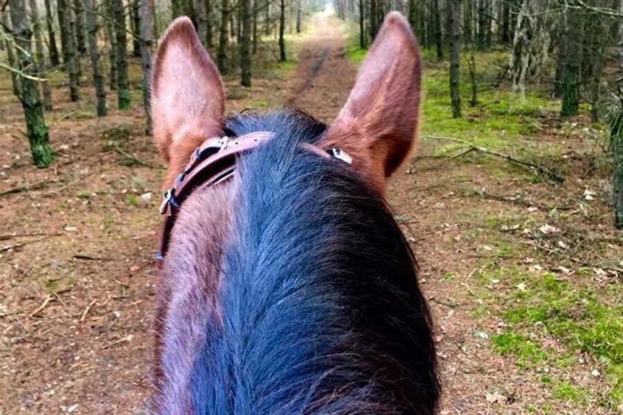 BRIBERY, POSITIVE REINFORCEMENT and LEARNING FROM A HORSE