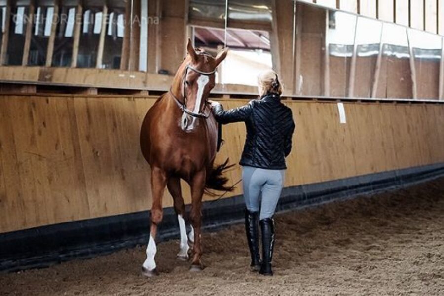 ROOTS OF THE PROBLEMS WITH RELAXATION OF THE HORSE’S JAW