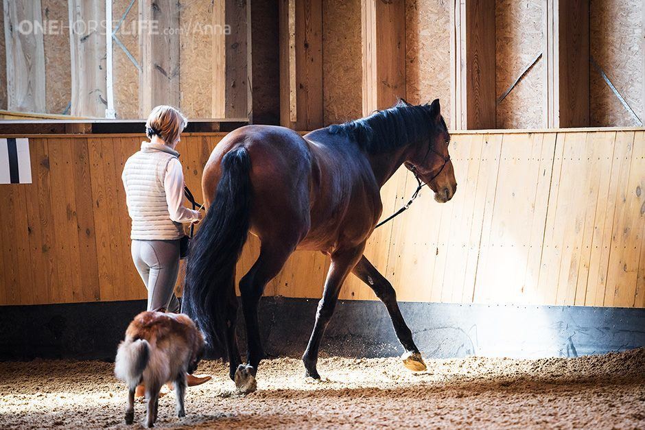 If a dressage exercise causes tension…