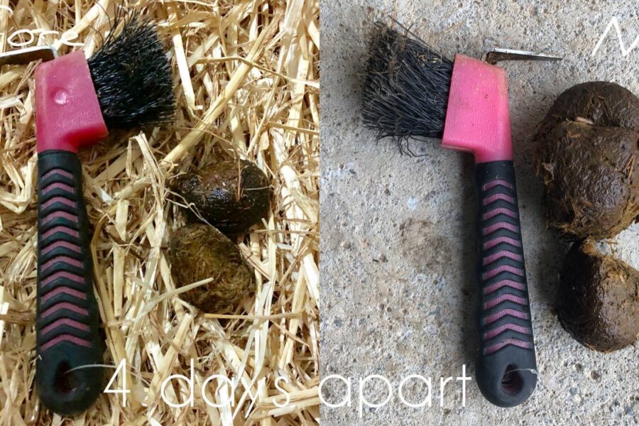 HYDRATION, FASCIA vs. HORSE TRAINING