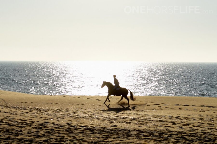 FLEXIBILITY in working with hot OTTB