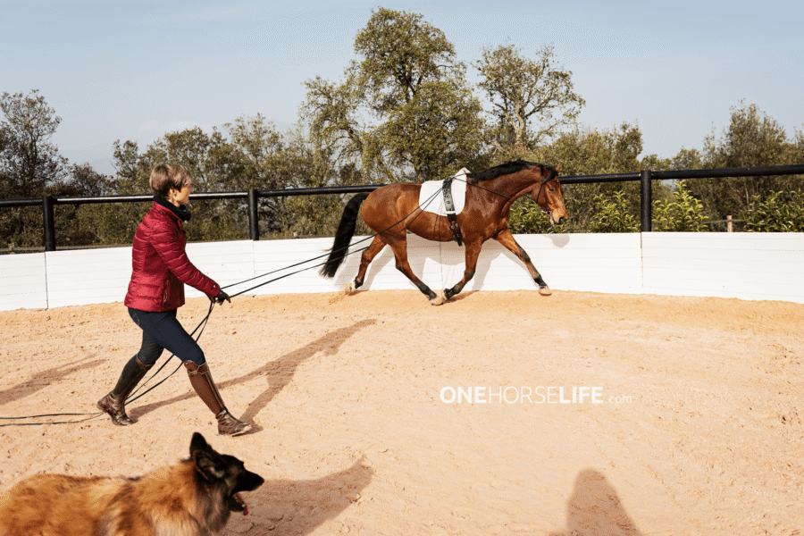 Introducing the RTRT Technique on the Long Reins