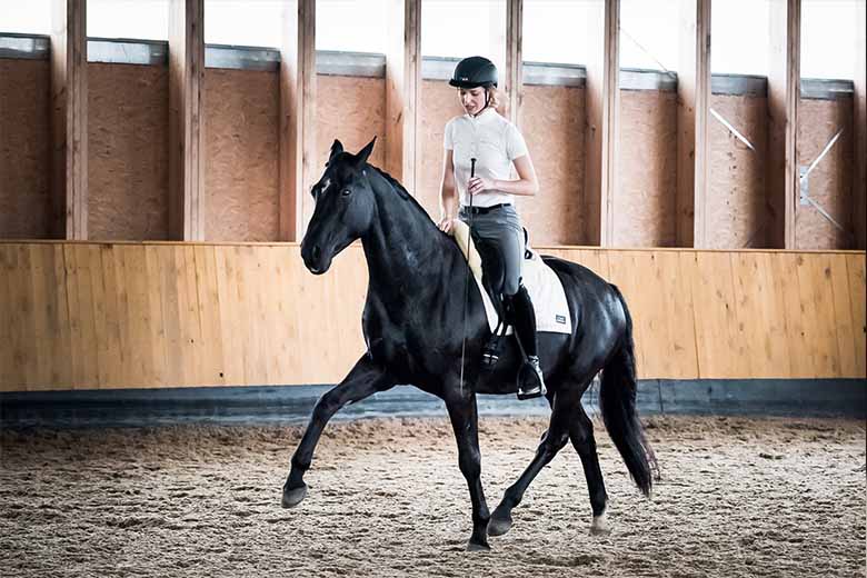 MODULE 12: Sessions Tactics for Young & Riding Horses