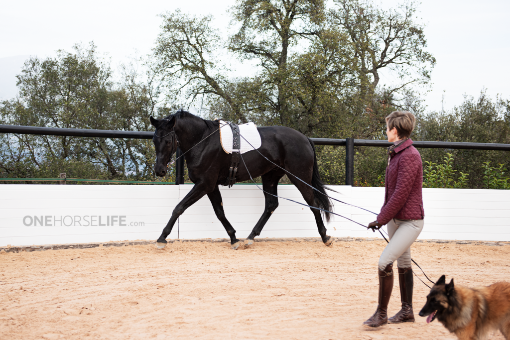 Hanging of the Hands Long Reins. Practice with a Horse. OneHorseLife
