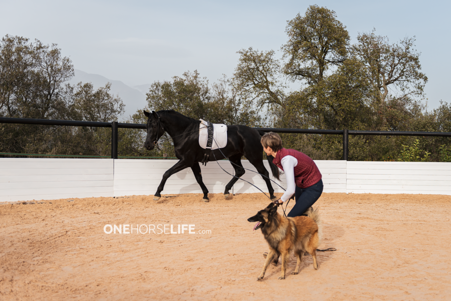 RTRT Technique on the Long Reins: The First Steps