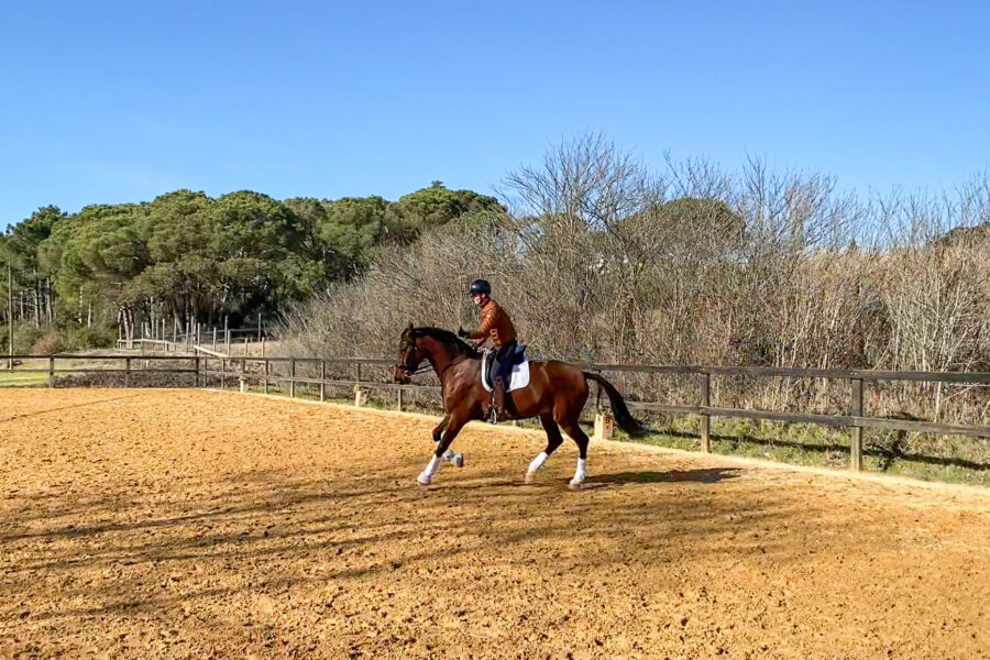 Next Level Riding Course: 15th Ride – The First Flying Change