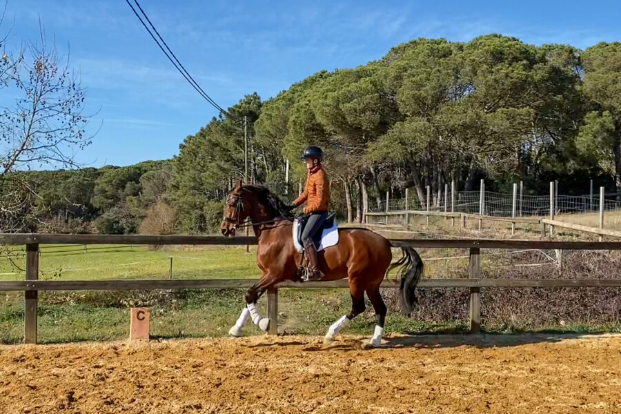 Next Level Riding Course: 16th Ride – Collecting the Canter